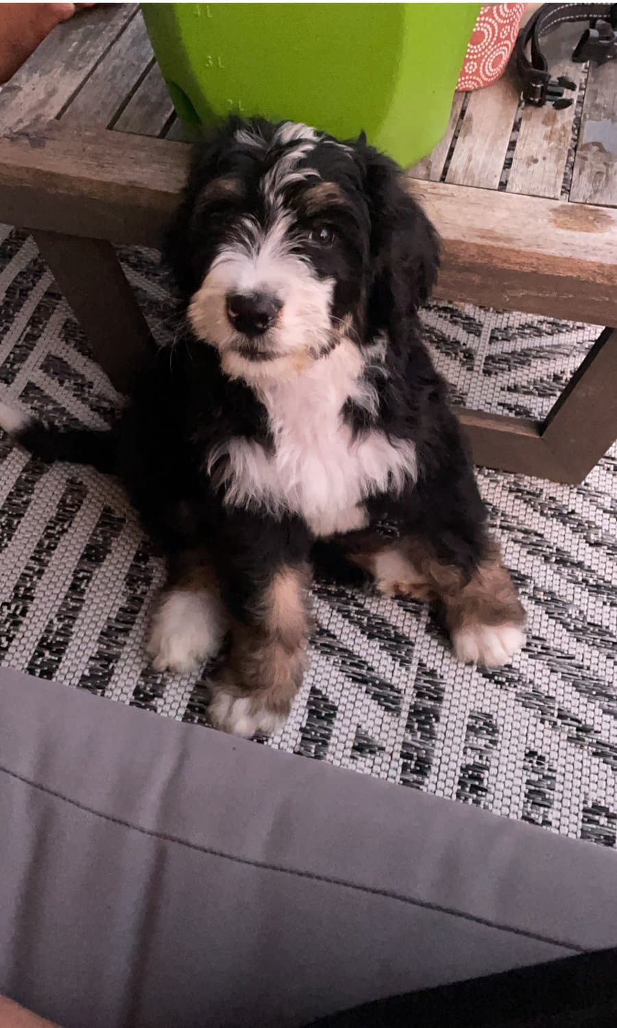 Rio Grande, a Bernedoodle, summer 2021